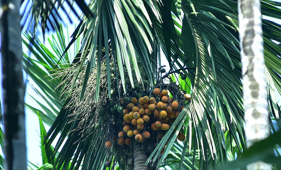 The last date for applying under the Weather-based Crop Insurance Scheme for arecanut and pepper crops is June 30.