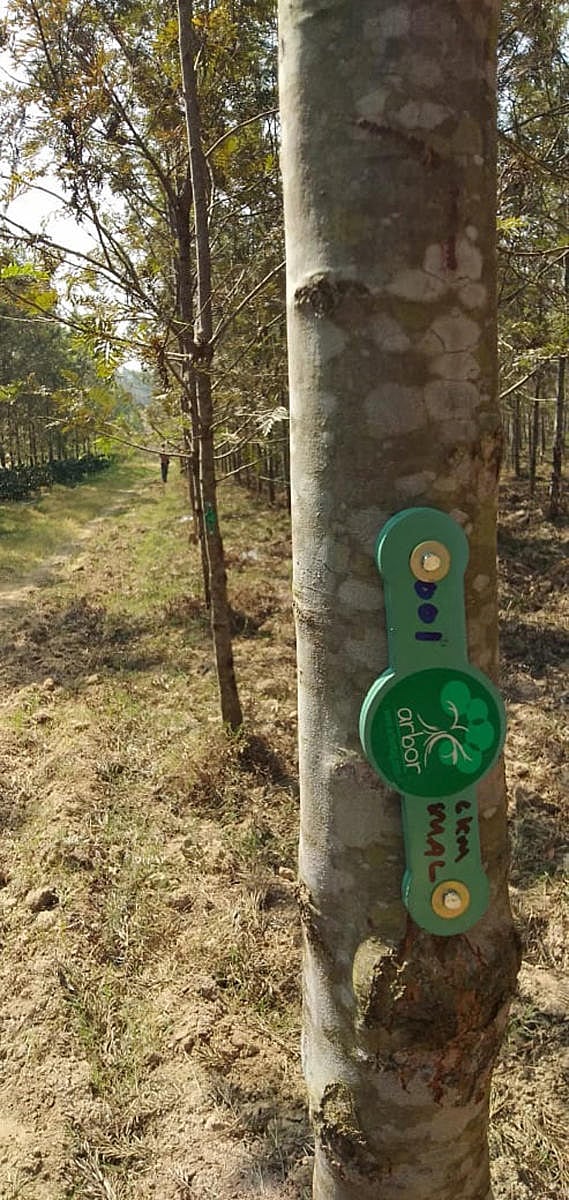 An Arbor tag placed on a plant.