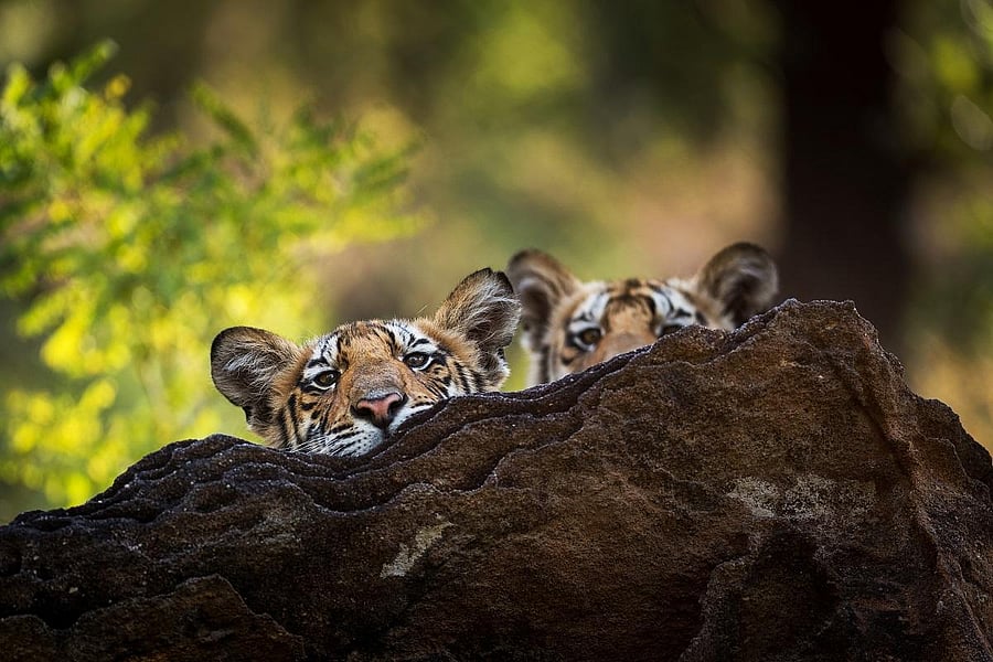 Raj Bhera with her cubs at Bandhavgarh National Park, Madhya Pradesh. 