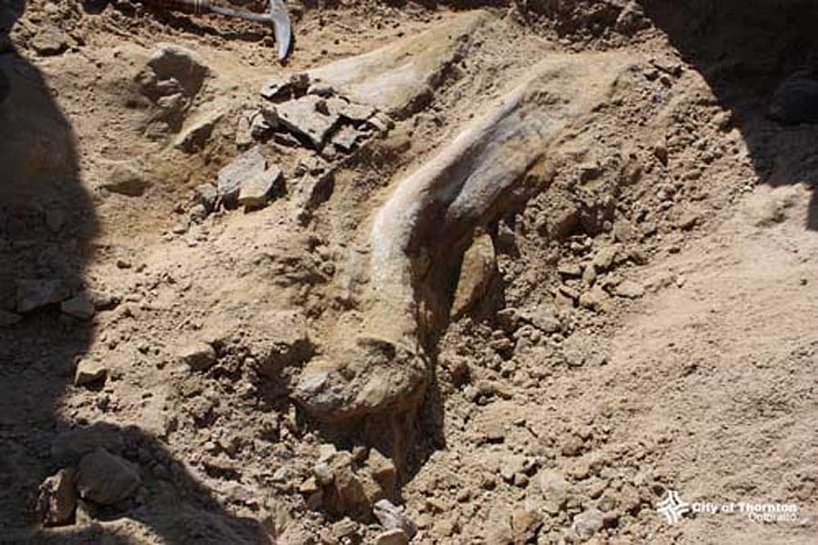 It has been speculated that these preserved proteins can be used to resurrect the extinct dinosaurs. (File Photo)