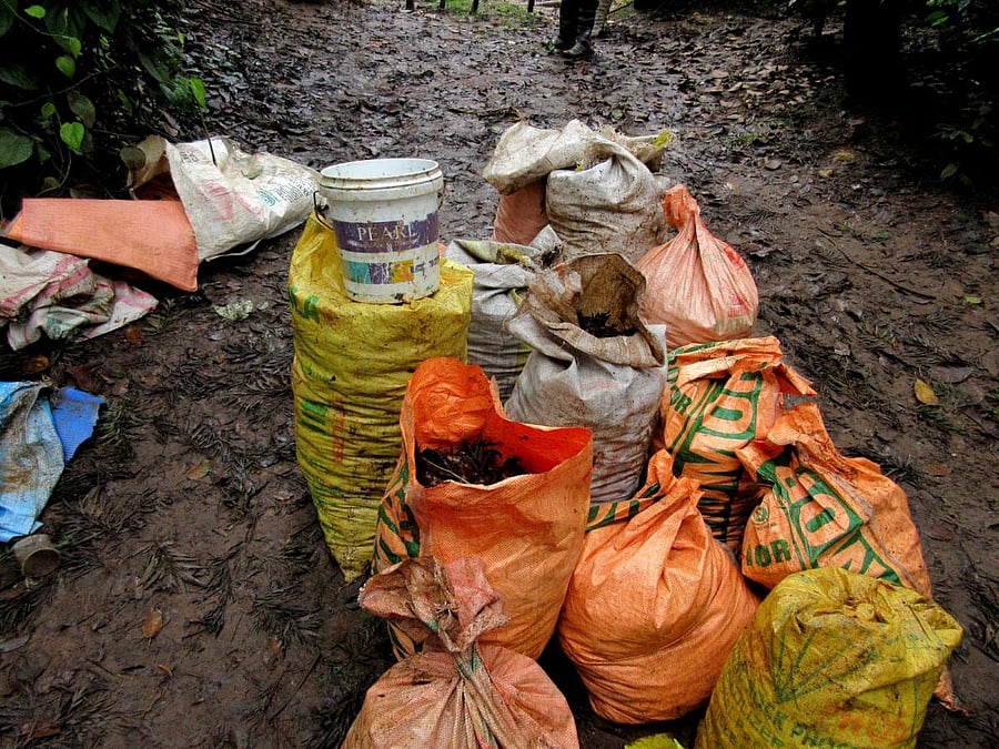 The findings pertain to a northeast section of the giant ice block covering,