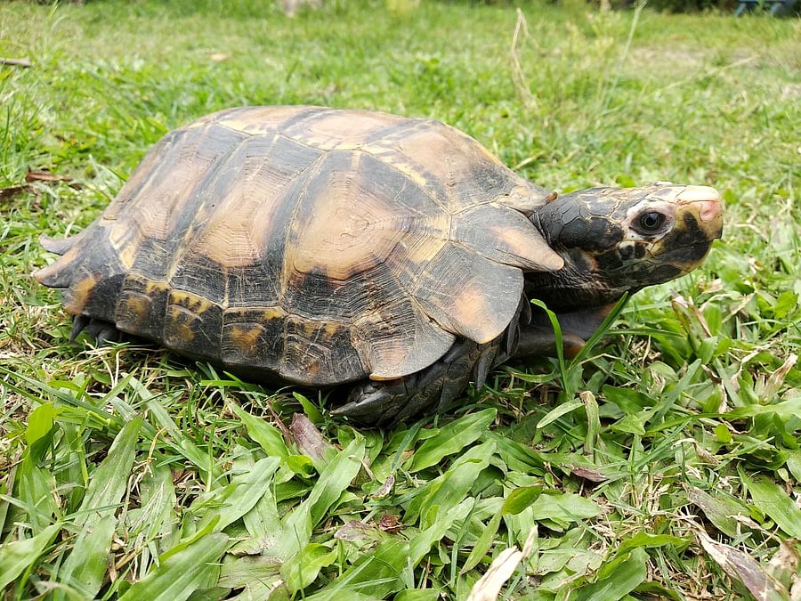 The new tortoise species discovered in Arunachal. PHOTO CREDIT: WCS