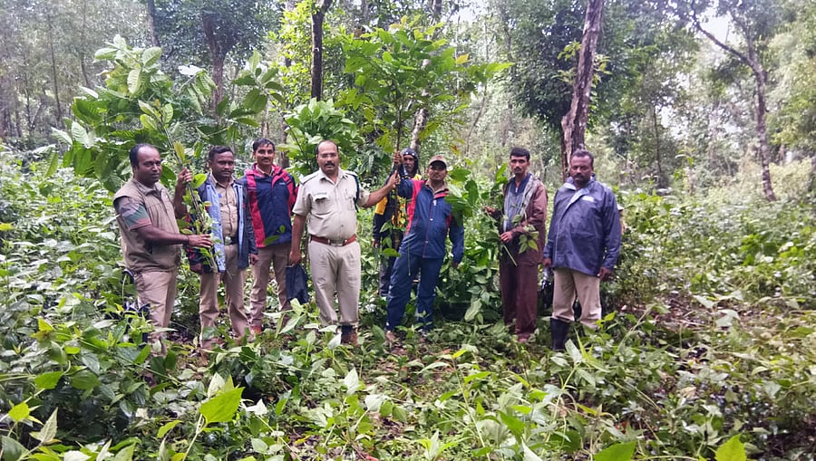 Forest Department officials clearing the encroached land at Kocchavalli in Sringeri.