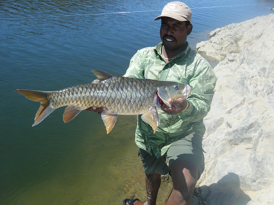 A three-and-a-half kg Golden Mahseer. Robert Perrett/Flickr