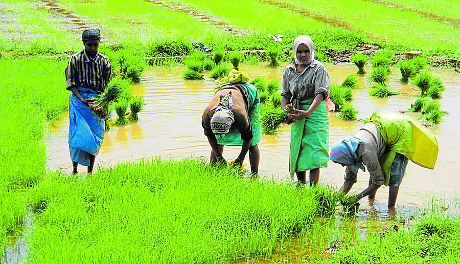 Even though the water is sufficient for horticultural crops, paddy requires comparatively more quantity of water.