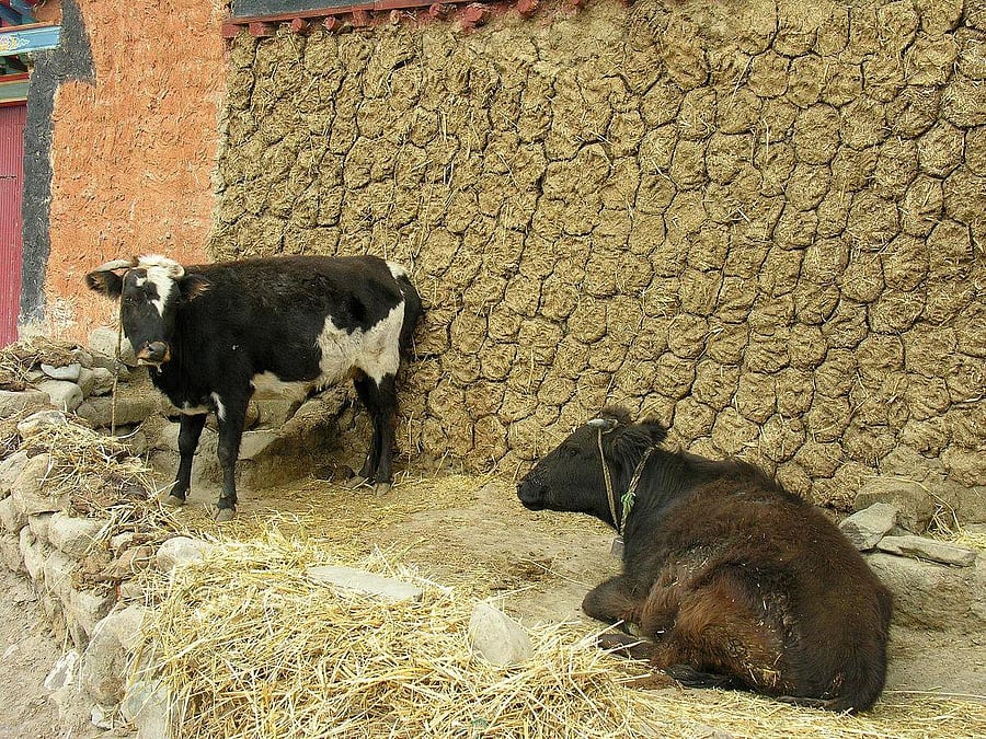 Under Zero Budget Farming, chemical fertilisers and pesticides make way for locally available cow dung, cow urine, jaggery and dicot flour.