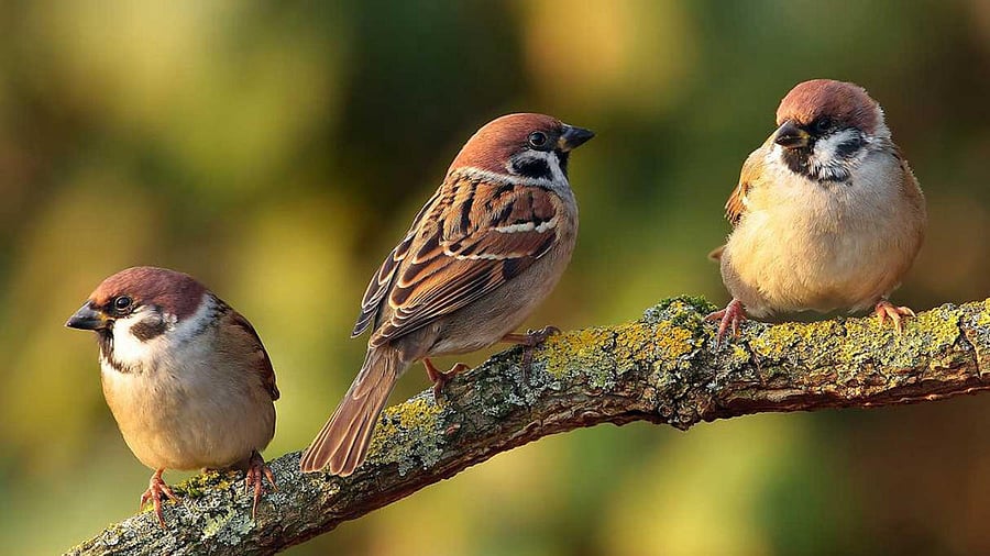 Sparrows