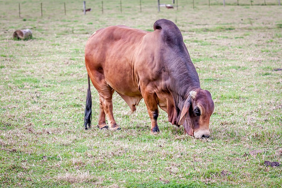 Bronze Age people transported bulls from the Indus Valley region to breed cattle across West Asia and East Africa, starting about 4,000 years ago.