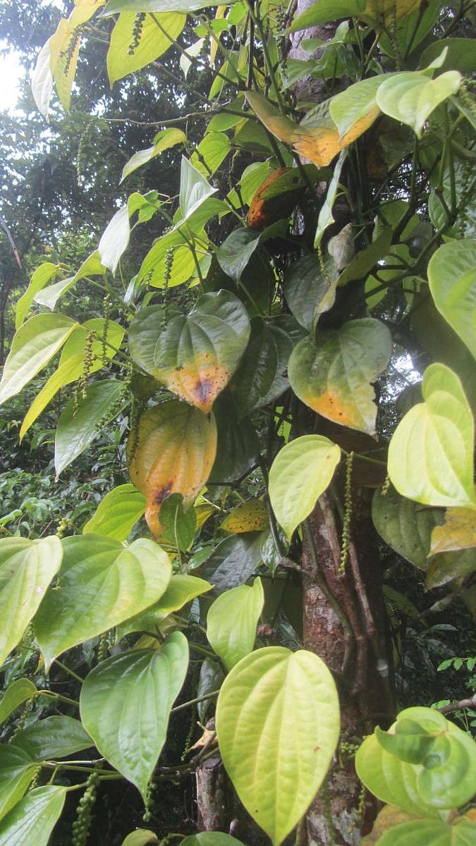 The disease-affected pepper vines at Nelaji village in Napoklu.