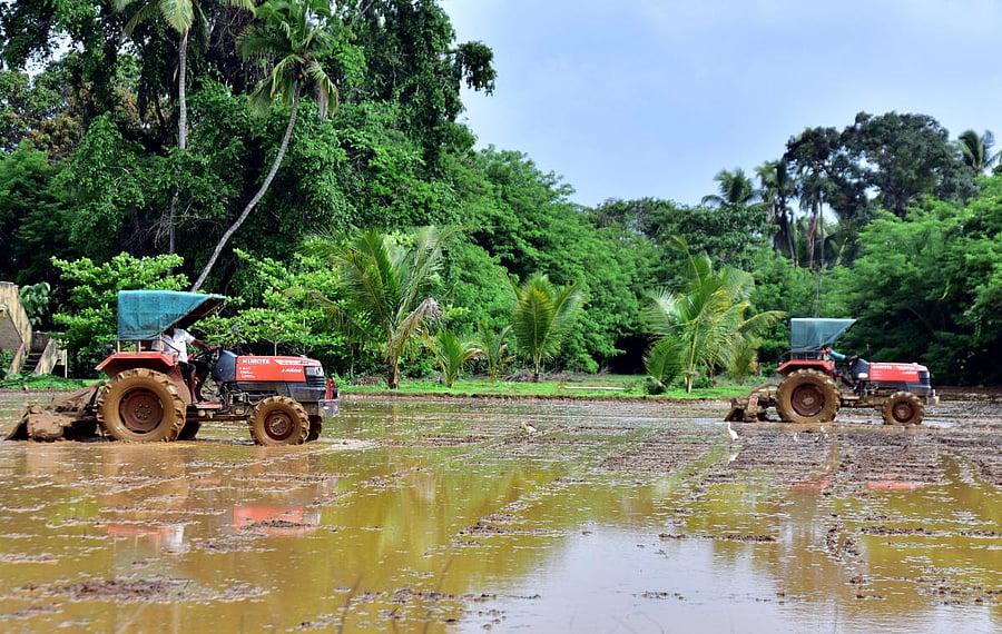 KALIA was launched by the Patnaik administration just a couple of months before the Lok Sabha and assembly elections to counter the clamour for farmers’ loan waiver by the opposition parties in the state, particularly the Congress and the BJP. (DH File Photo. For representation purpose)