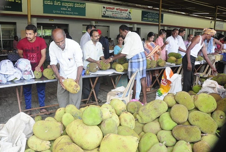 Chandra halasu and Rudrakshi varieties from Toobugere in Doddaballapura on display at the jackfruit mela being held at the Raitha Seva Kendra in Doddanagudde horticulture centre on Saturday. 