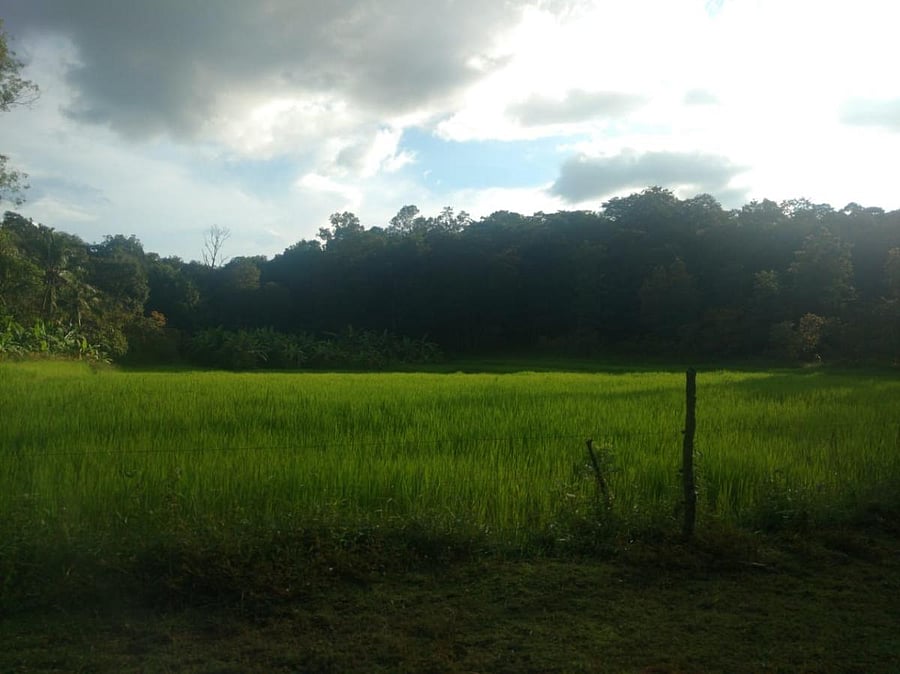 A verdant land along the Western Ghats through which Hubballi-Ankola Railway line will pass through.