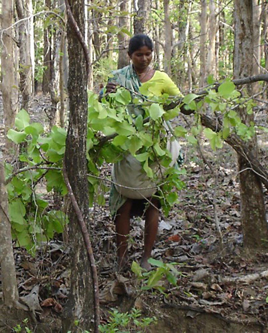A wikipedia image showing extraction of tendu leaves used to wrap beedis by a tribal woman in the forests of Chhattisgarh.