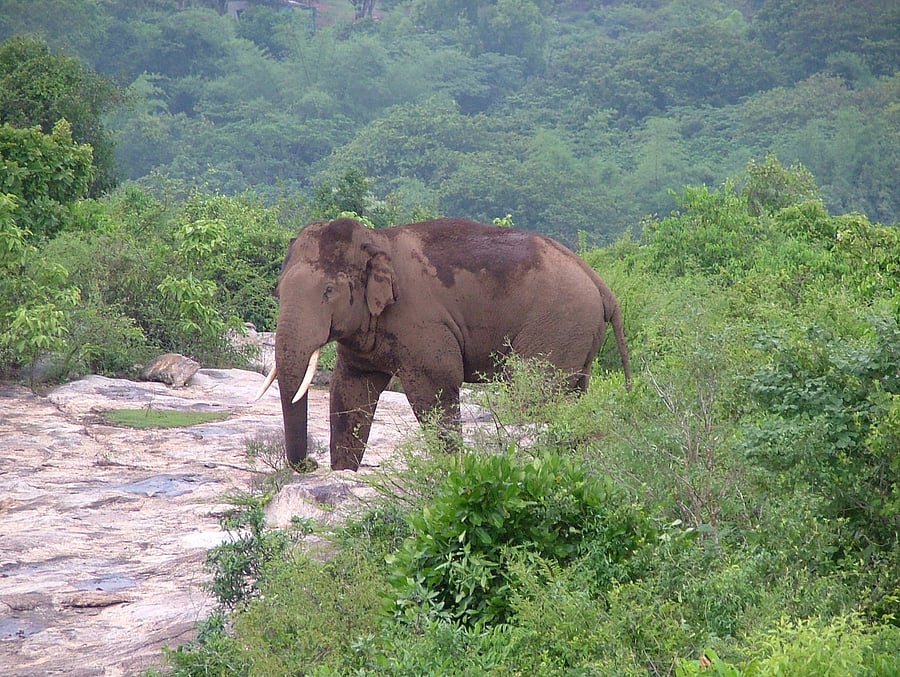 45-year-old Ranga died after being hit by a private bus in Nagarahole forest. (Pic Special Arrangement)