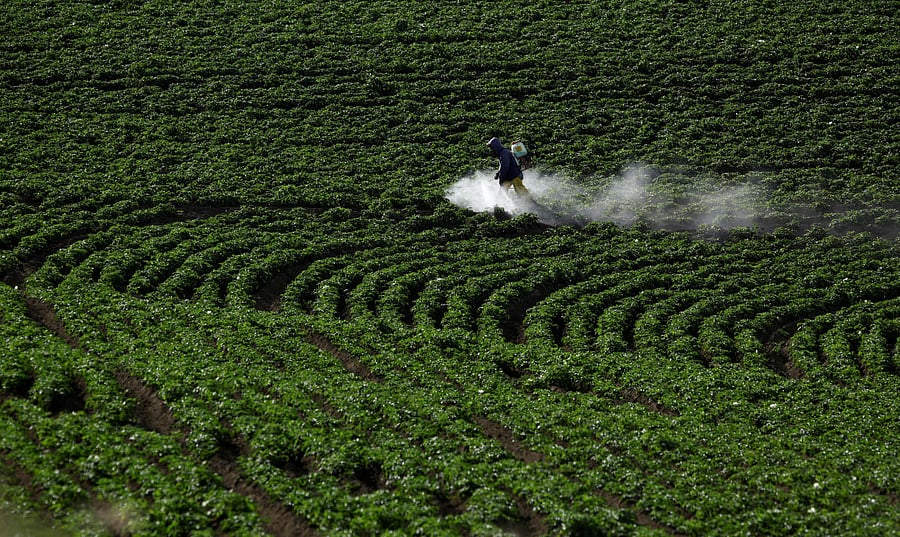 60 farmers died due to insecticide poisoning and over 2,000 are facing serious health issues in Maharashtra. Reuters file photo for representation only