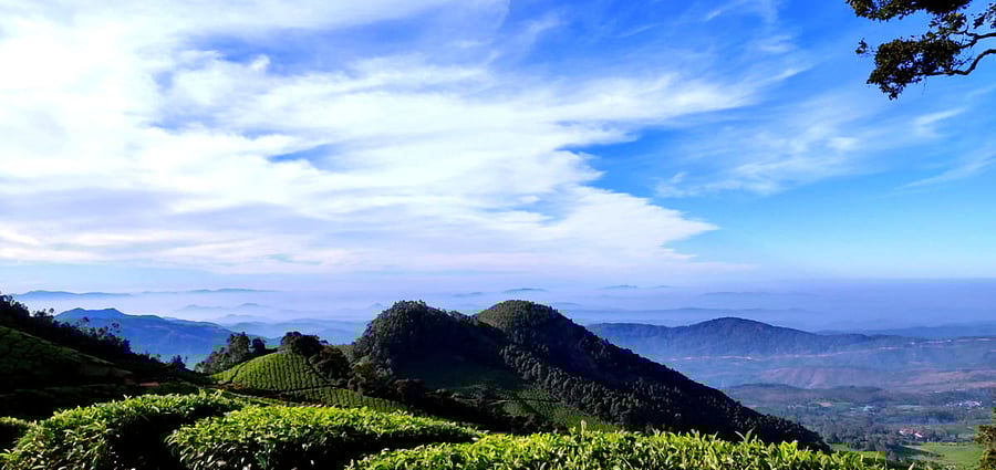 Tea plantations. PHOTOS BY AUTHOR