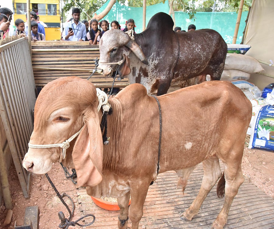 The petitioner relied on the National Commission for Cattle report submitted to the Centre by its acting chairperson Justice Guman Lal Lodha recently, which expressed serious concerns about the slaughter of milking cows and calves. (DH File Photo)