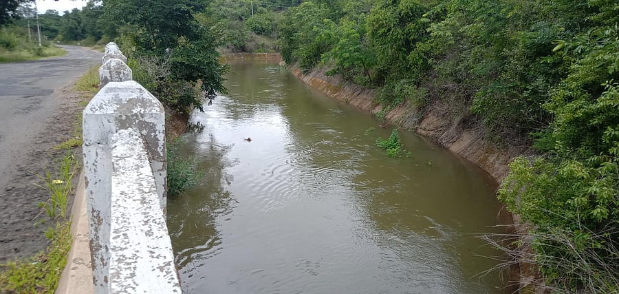 Water from Harangi reservoir was released to a canal near Kushalnagar.
