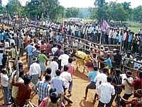 Winner Takes All : Bullock races are an invariable part of rural life, but there are questions on whether they too have taken commercial hues. Photo by Sandhya Hegde Almane
