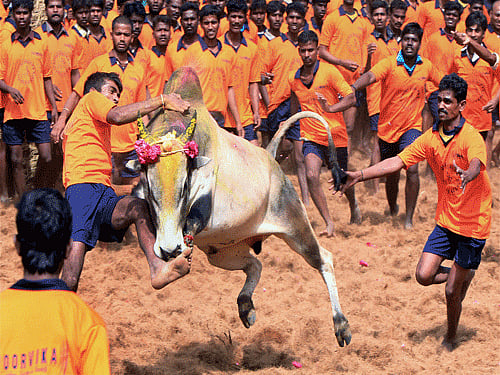 Jallikattu, pti file photo