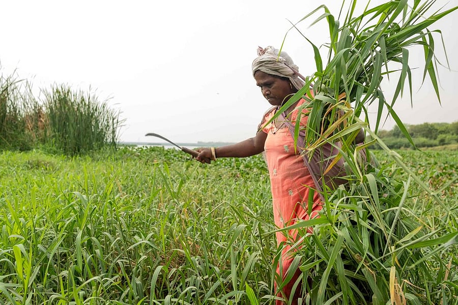 The vegetable samples were picked up from Usmanpur Khadar, Geeta Colony and Mayur Vihar and were tested for the presence of metals like Lead (Pb), Nickel (Ni), Cadmium (Cd) and Mercury (Hg). (AFP File Photo)