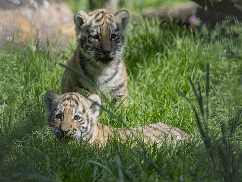 Karnataka has a total of 406 tigers as per the last tiger census report released by National Tiger Conservation Authority. File photo