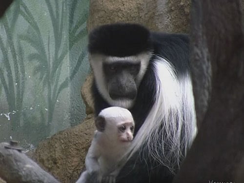 Black-and-white colobus includes several species of medium-sized monkeys found throughout equatorial Africa. Colobus babies are born pure white and their coat colour changes to grey after a few weeks before turning black-and-white between two and five months. Videograb