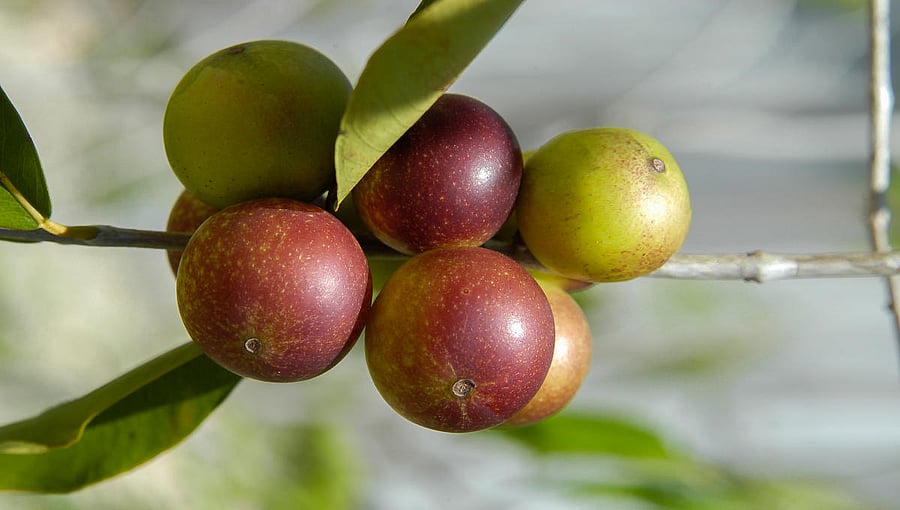 Camu camu