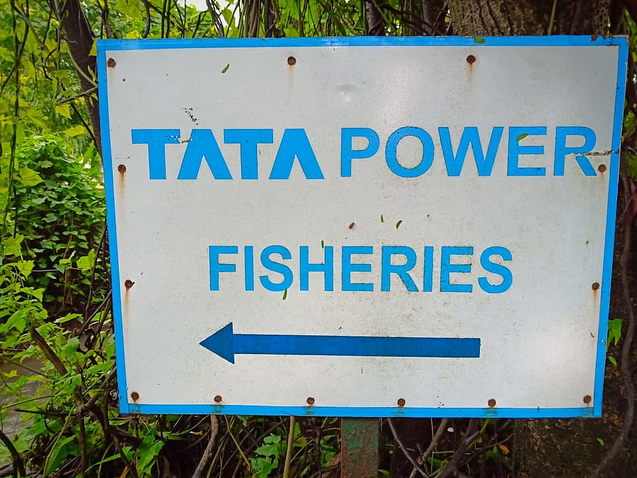 The majestic Mahseer game fish would have been extinct but for a dedicated conservation initiative from the house of Tatas, the salt-to-software conglomerate. (Photo: DHNS)