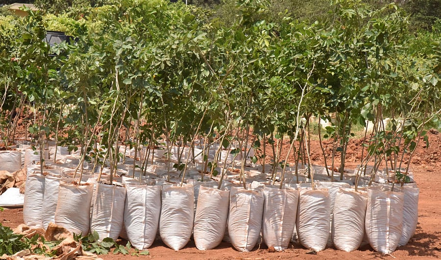 The Noida Authority will plant 5,04,953 new saplings in 2019-2020 in the city, with a target of 1,87,808 on August 15 along with the help of community participation, officials said Wednesday. (DH Photo)