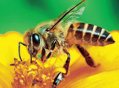 CONCERN Decline in bee pollination can reshape landscapes and threaten fruit harvests.