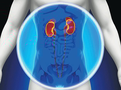 The findings suggest that a condition called heat stress nephropathy may represent a disease of neglected populations, but one that may emerge as a major cause of poor kidney health in the near future, researchers said. DH illustration for representation