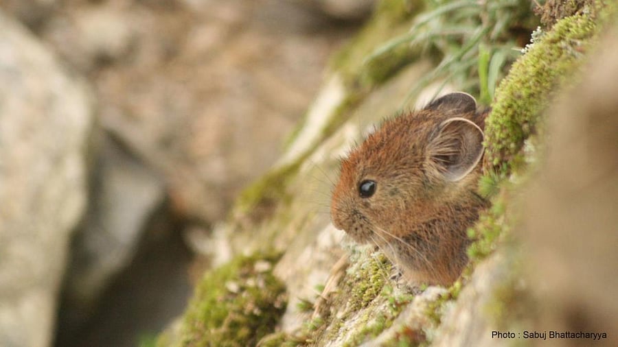 FURRY VICTIMS: Climate change is predicted to reduce endemic plant species in the Himalayas from 24% to 42% by 2080. Photo by Sabuj Bhattacharyya