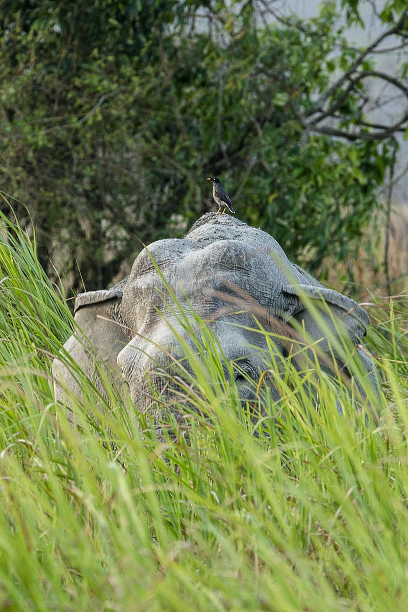 The tall elephant grass at Kaziranga National Park dwarfs some of the largest mammals on the planet.