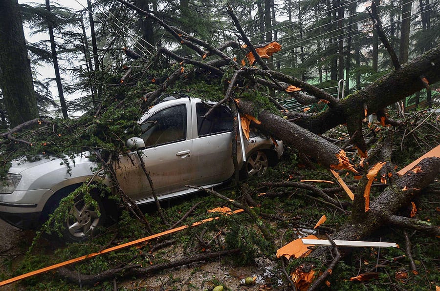 A tree fell on a car following heavy monsoon rain, in Shimla (PTI Photo)