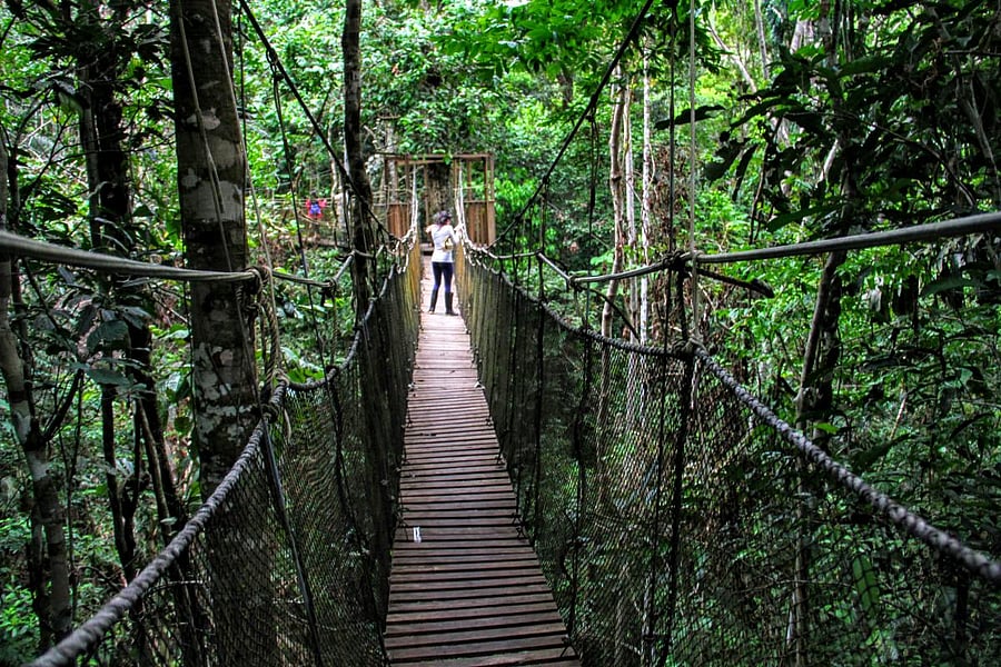 Green pharmacy: A section of the dense Amazon forests. Photos by author