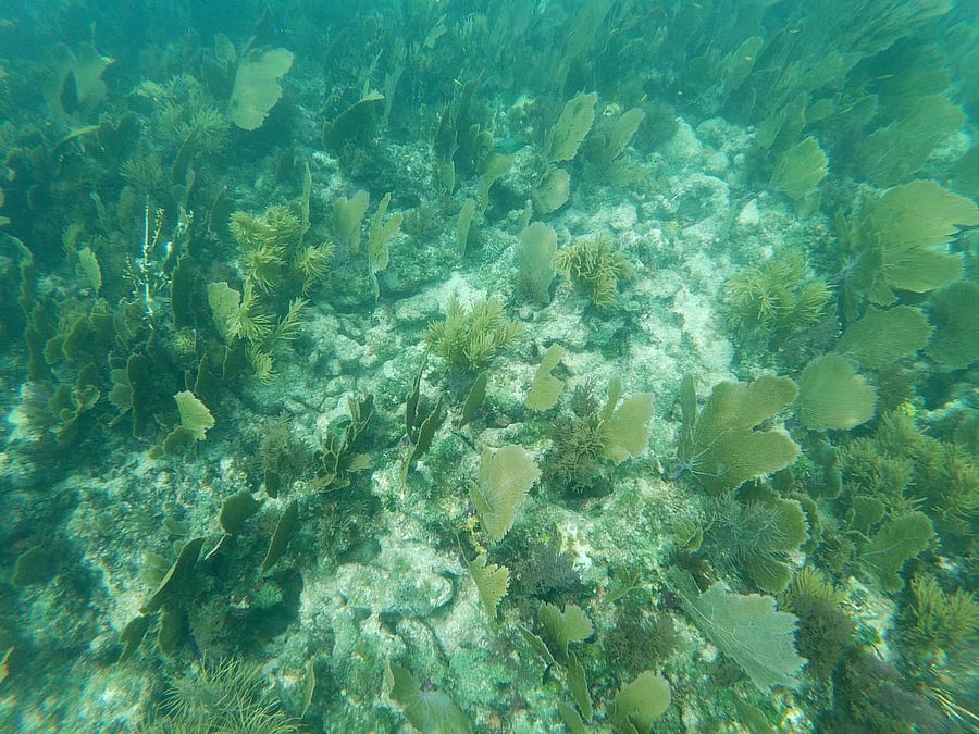 Dead and alive corals mixed with marine vegetation. (AFP Photo)