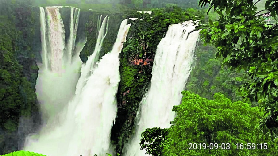 Jog Falls offers a spectacular view, following the release of water from the dam. dh photos