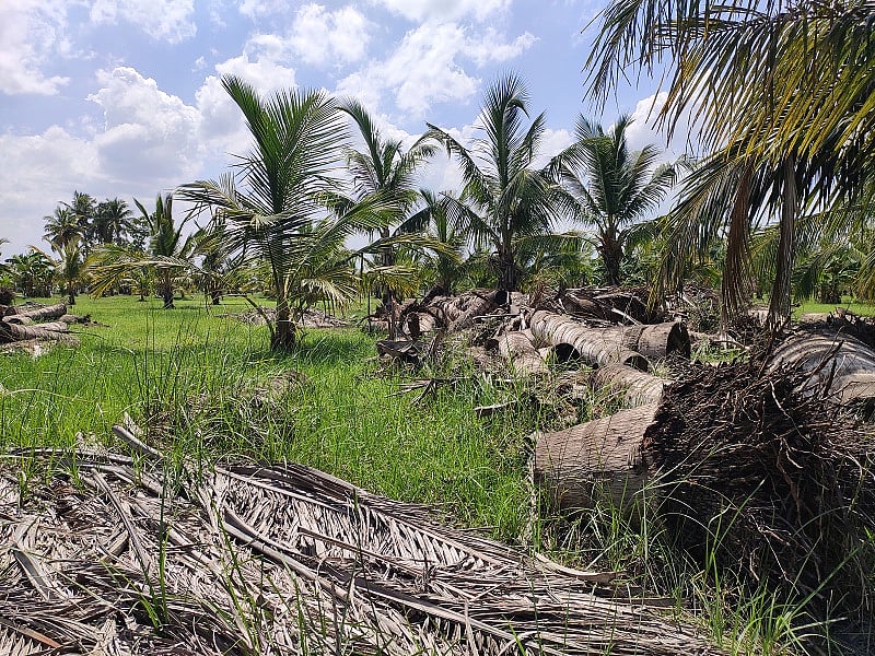 Debris at a coconut farm affected by Cyclone Gaja in Tamil Nadu's Cauvery Delta region.