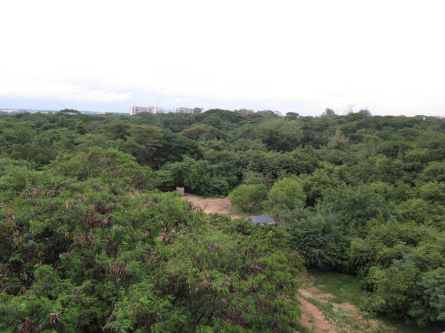 The Iblur army base, as seen from HSR Layout. Residents say demolition training is being carried out just behind the clearing in the woods. DH phOTO/Akhil Kadidal
