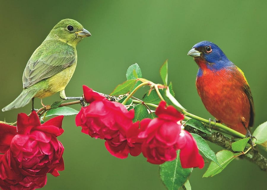 According to the authors, the birds produced "AB" as a flight call, but when feeding their chicks in the nest, they made "BAB" provisioning calls.