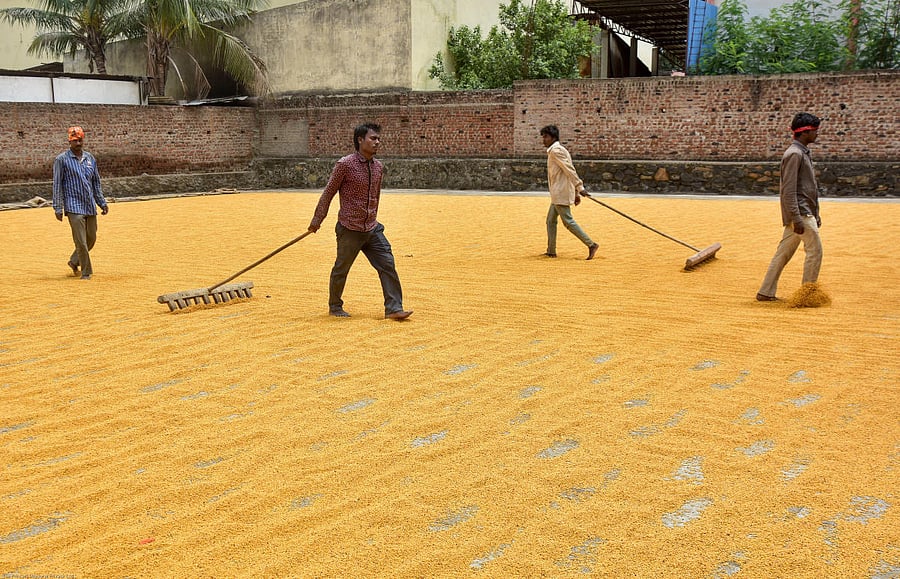 Labourers drying the Tur in a dall mill. (DH Photo)