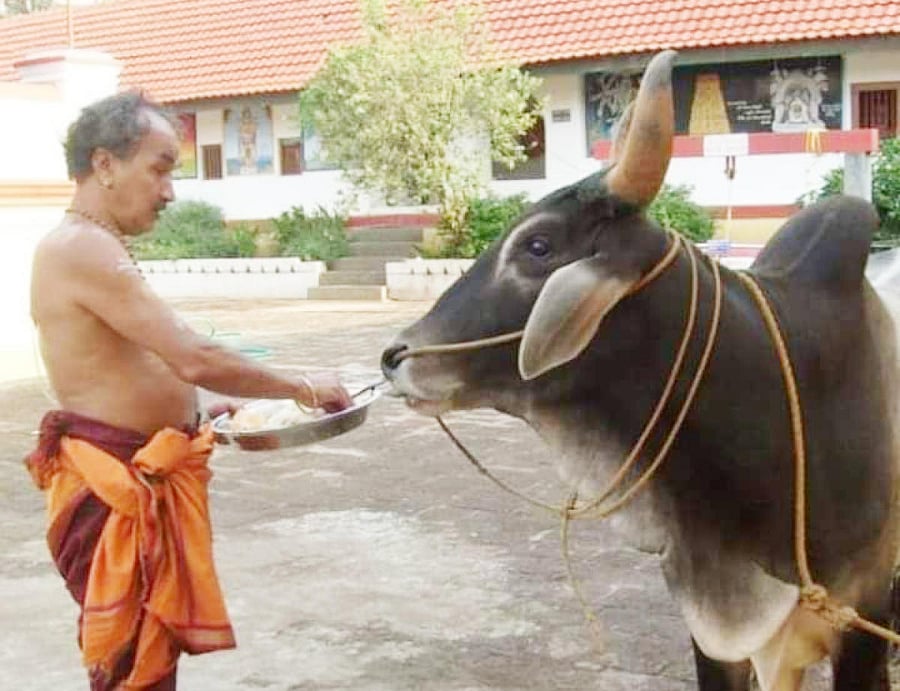 A file photo of B G Narayana Bhat, chief priest of Omkareshwara Temple in Madikeri, feeding a bull.