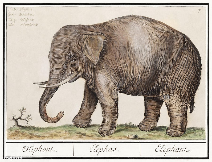 As the elephant disembarked the boat at the Port of Hercules and marched towards Rome, a distance of 70 miles, people scrambled to catch a glimpse of an animal they had never seen before.