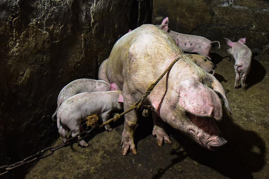 Thailand has been on high alert since the outbreak of African swine fever among pigs in Myanmar, Laos, Cambodia, but it has yet to report an outbreak. Representative image via AFP
