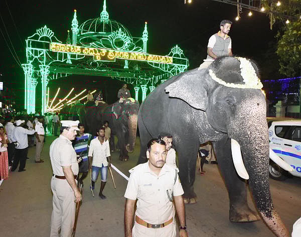 Dasara elephants on their way to the palace after the rehearsal for the Jamboo Savari procession, on Sayyaji Rao Road in Mysuru on Sunday. (DH photo)