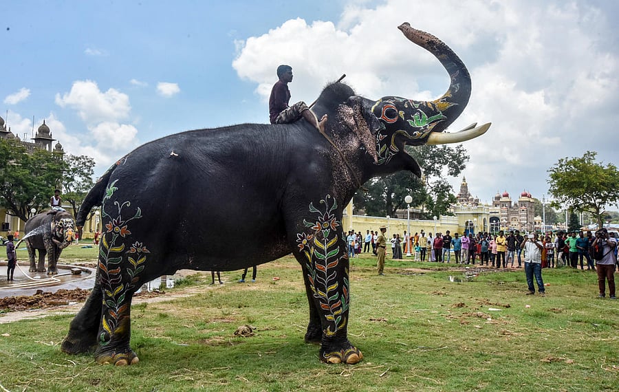 Post-Dasara, tourists were busy clicking photograph of Arjuna at Mysuru Palace premise on Wednesday. dh photo