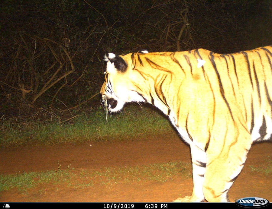 The tiger has reportedly killed two people and several cattle. 