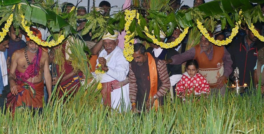Reaping the paddy sheaths as a part of Huttari ritual.