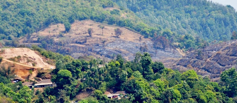 A forest area in Kodagu.